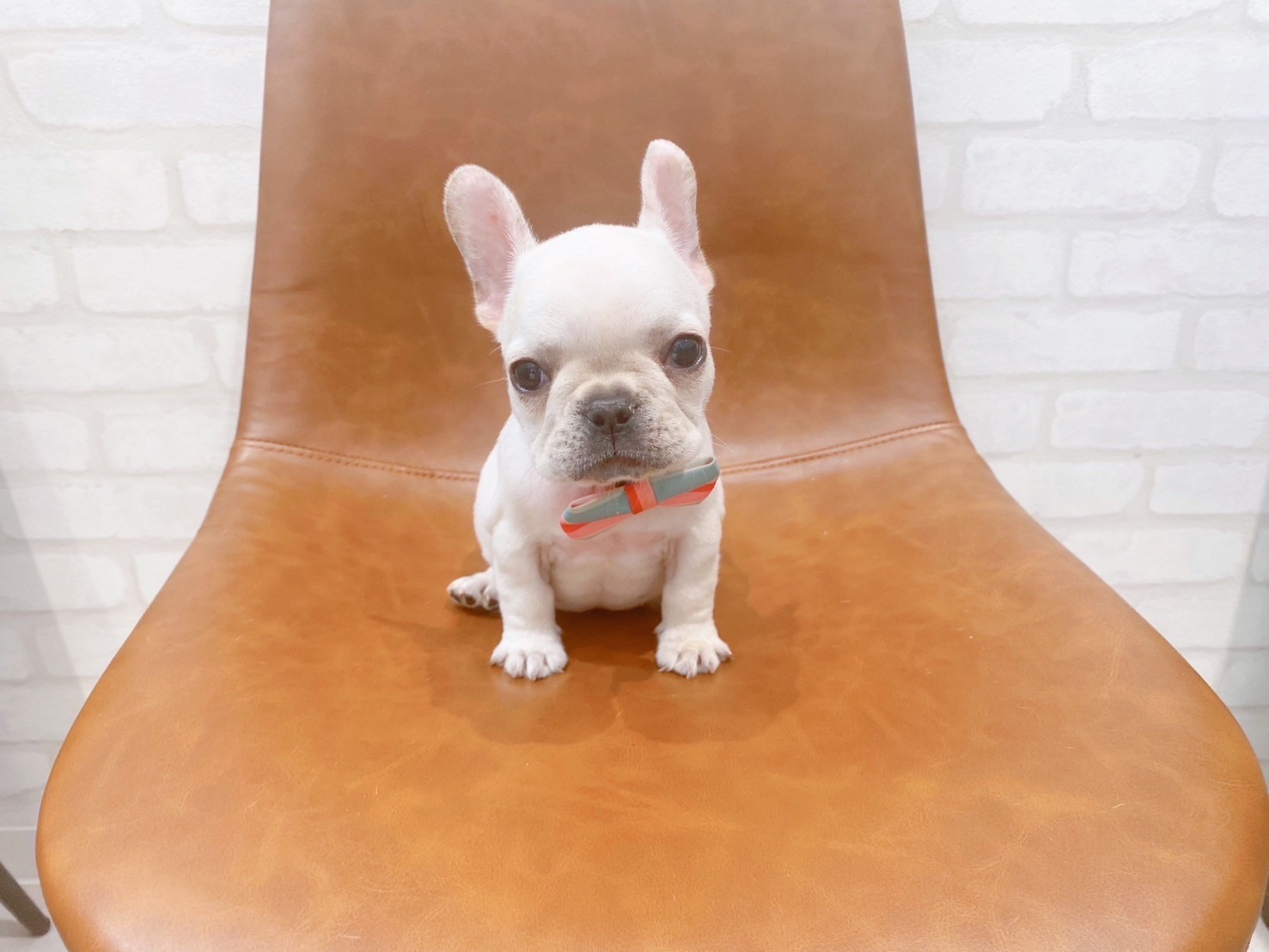 フレブルのつぶちゃん🐶💙ペットショップ犬の家近江八幡店 | ペット
